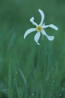 Poet's daffodil