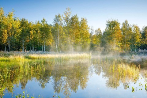The first rays of sunlight bathe the birch forest and grasses in a warm light