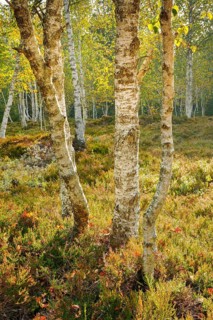 Birch forest and heather bushes in the backlight