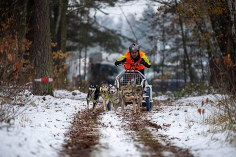 Sledge dog carriage race