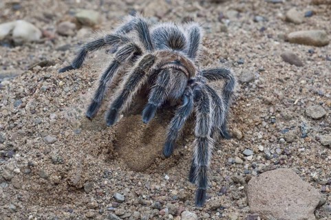 Rose-haired tarantula