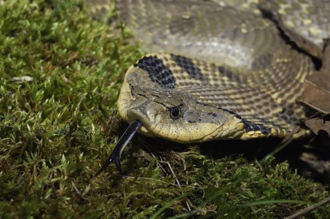Eastern hognose snake