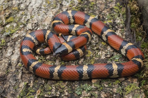 Mexican milk snake