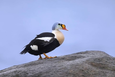 King eider