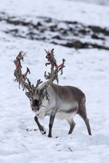 Svalbard reindeer