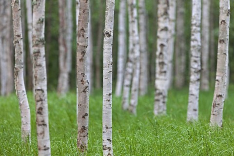 Silver birch
