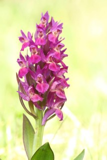 Greater early purple orchid