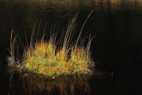 Bult in the bog lake