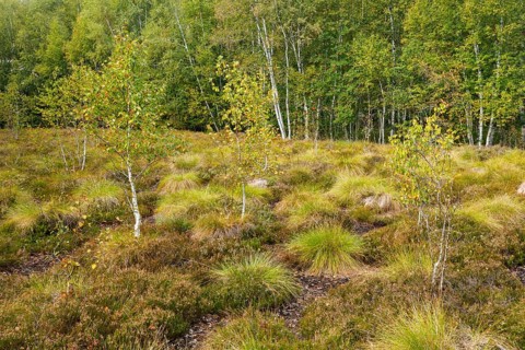 Birches and heather in the high moor near Les Ponts-de-Martel in the canton of Neuchatel
