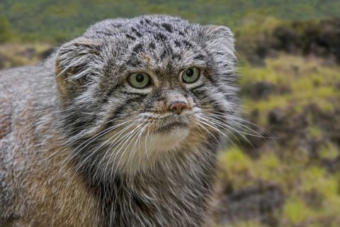 Pallas's cat