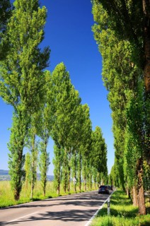 Avenue on the island of Reichenau on Lake Constance