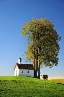 Cow in a pasture