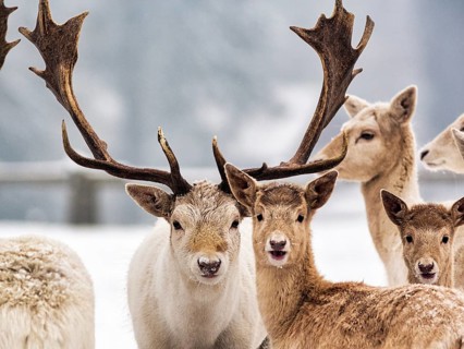 White fallow deer