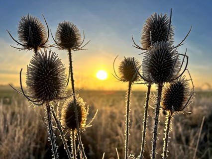 Wild teasel