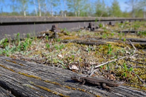 Common wall lizard