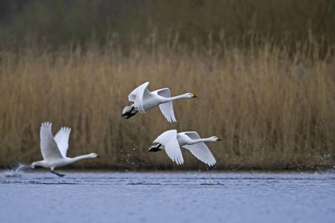 Three tundra swans
