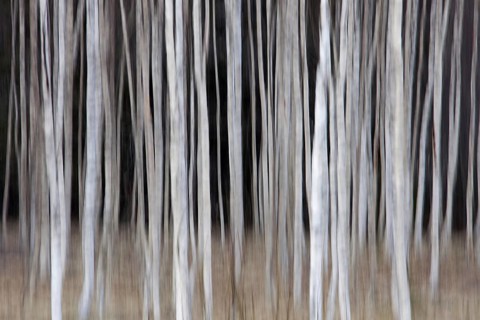 Tree trunks of Silver birch