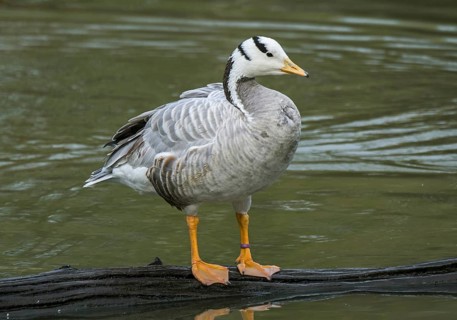 Bar-headed goose