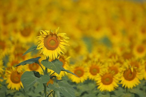 Field with sunflower