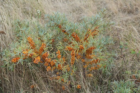 Bush common sea-buckthorn