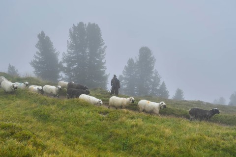 A shepherd with a flock of Valais black-nosed domestic sheep