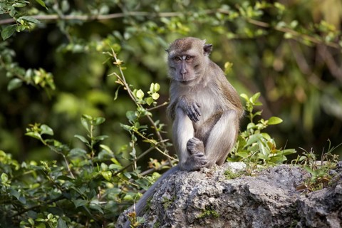 The Crab-eating Macaque