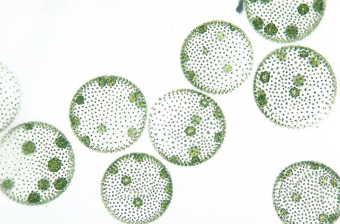 Volvox Colony