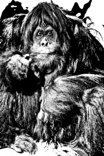 Orang Utan