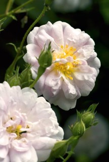 Rambler Rose Pauls Himalaya-Moschus