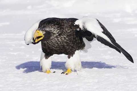 Steller Sea Eagle