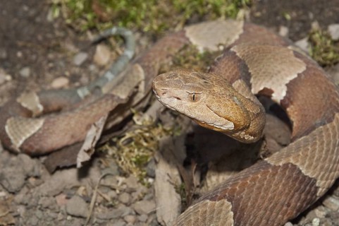 Broadbanded copperhead