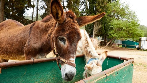 Two donkeys eating from a feeding trough