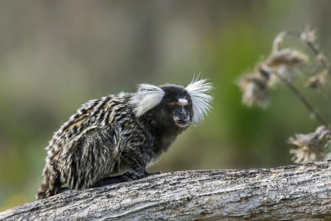 Common marmoset