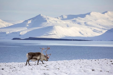 Svalbard reindeer