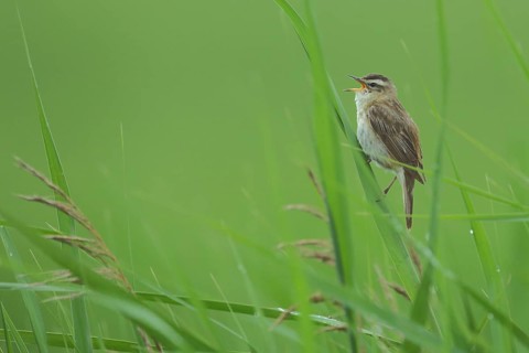 Sedge warbler