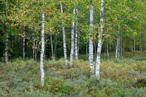 Birch forest and blueberry bushes in the high moor near Les Ponts-de-Martel