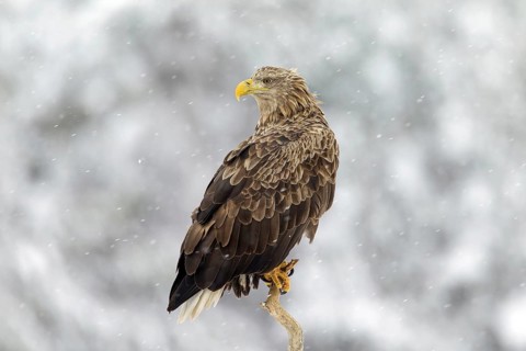 White-tailed Eagle