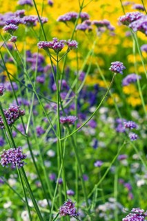 Common vervain