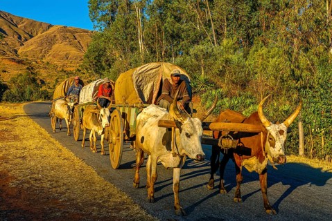 Ox cart caravan along the road between Antanarivo and Morondavia