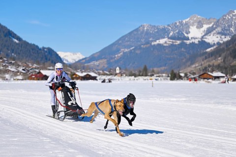 Musher with two European sled dogs