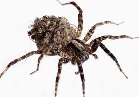 Wolf Spider Carrying Babies on Her Back Wolf spiders