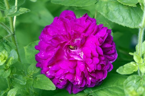 Rose de resht