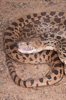 Texas bull snake