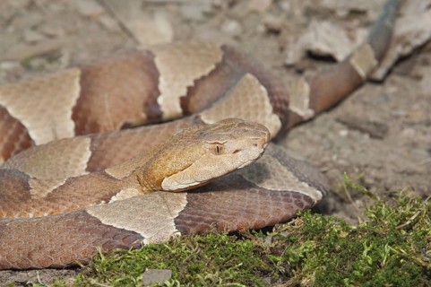 Broadbanded copperhead