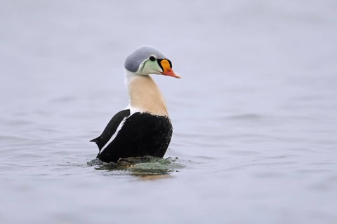 King eider
