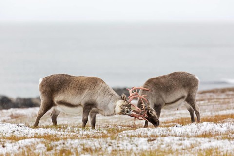Two Svalbard reindeer
