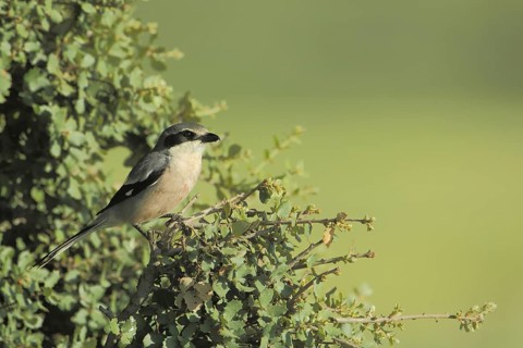 Southern grey shrike