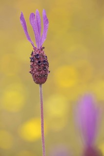 Flower and stem with petals of french lavender