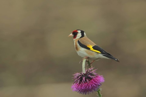 European goldfinch