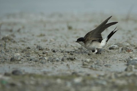 Common house martin